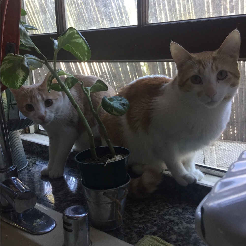 Meet your Posher, Jennie